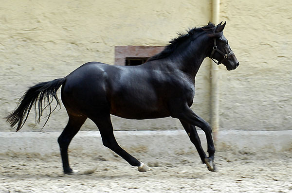 Trakehner Hengst von Summertime u.d. Greta Garbo von Alter Fritz