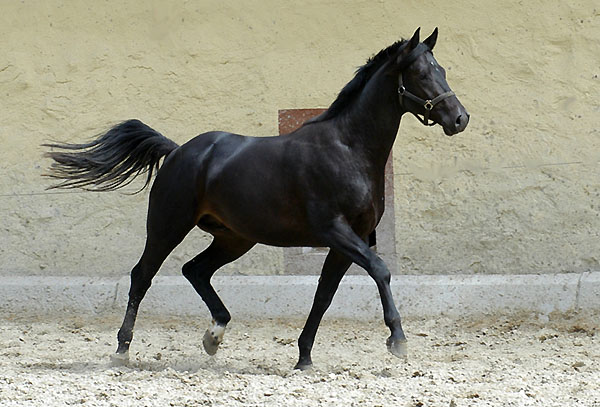 Trakehner Hengst von Summertime u.d. Greta Garbo von Alter Fritz