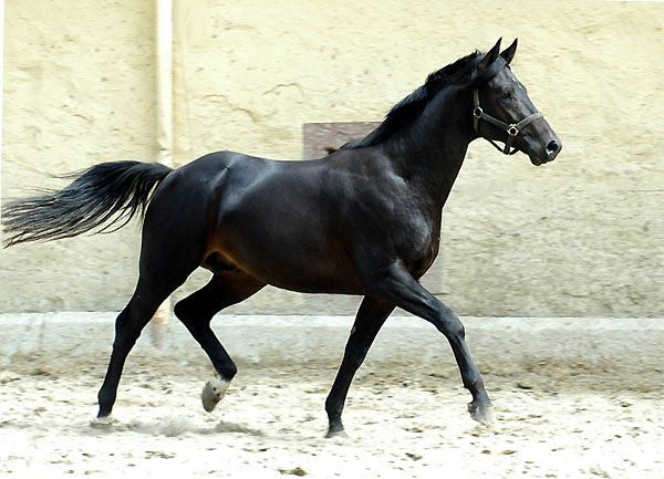 Trakehner Hengst von Summertime u.d. Greta Garbo von Alter Fritz