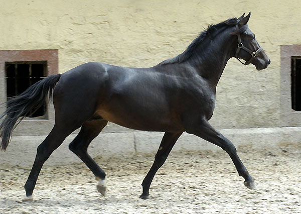 Trakehner GIOVANNI SILVA von Summertime u.d. Greta Garbo von Alter Fritz