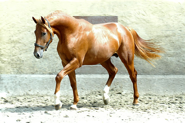 Trakehner Hengst von Freudenfest u.d. Rubina v. Tycoon - Trakehner Gestt Hmelschenburg - Beate Langels