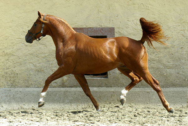 Trakehner Hengst von Freudenfest u.d. Rubina v. Tycoon - Trakehner Gestt Hmelschenburg - Beate Langels