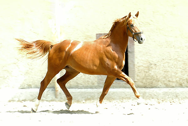 Trakehner Hengst von Freudenfest u.d. Rubina v. Tycoon - Trakehner Gestt Hmelschenburg - Beate Langels