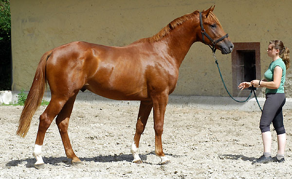 Trakehner Hengst von Freudenfest u.d. Rubina v. Tycoon - Trakehner Gestt Hmelschenburg - Beate Langels