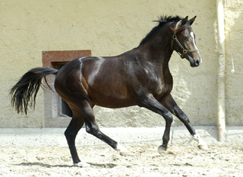 Zweijhriger Hengst von Kostolany x Exclusiv - im Trakehner Gestt Hmelschenburg - Foto: Beate Langels