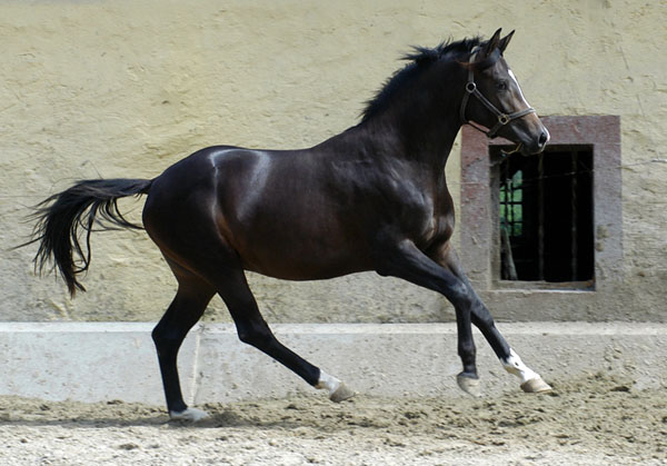 Zweijhriger Hengst von Kostolany x Exclusiv - im Trakehner Gestt Hmelschenburg - Foto: Beate Langels