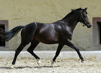 Zweijhriger Hengst von Kostolany x Exclusiv - im Trakehner Gestt Hmelschenburg - Foto: Beate Langels