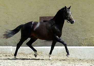 Zweijhriger Hengst von Kostolany x Exclusiv - im Trakehner Gestt Hmelschenburg - Foto: Beate Langels