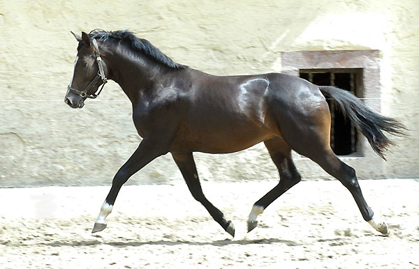 Zweijhriger Hengst von Kostolany x Exclusiv - im Trakehner Gestt Hmelschenburg - Foto: Beate Langels