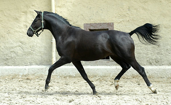 2jhrig: Hengst v. Kostolany u.d. Moosblte v. Hohenstein