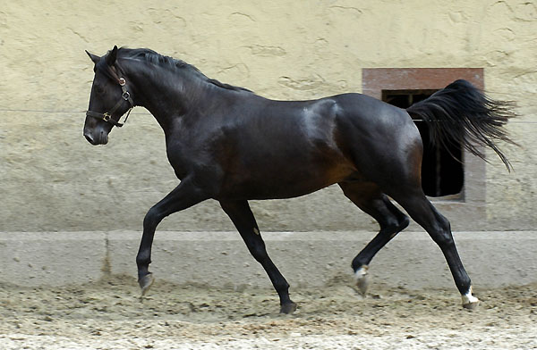 Trakehner Hengst von Summertime u.d. Greta Garbo von Alter Fritz