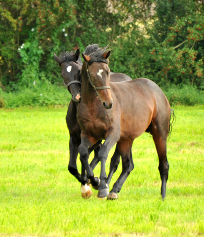 Hengst von Summertime u.d. Elitestute Schwalbenspiel v. Exclusiv - Gestt Hmelschenburg am 1. September 2014, Foto: Beate Langels, 
Trakehner Gestt Hmelschenburg - Beate Langels