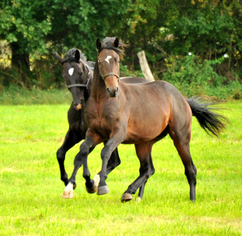 Hengst von Summertime u.d. Elitestute Schwalbenspiel v. Exclusiv - Gestt Hmelschenburg am 1. September 2014, Foto: Beate Langels, 
Trakehner Gestt Hmelschenburg - Beate Langels