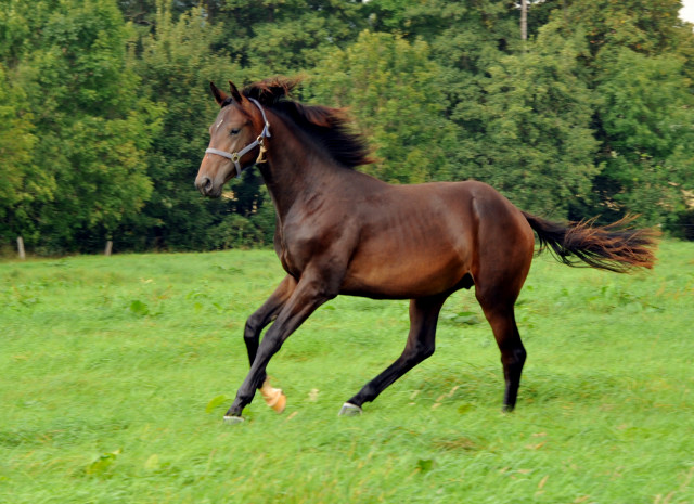 Absetzer von Saint Cyr und Showmaster - Hmelschenburg - Ende Januar 2014, Foto: Beate Langels, Trakehner Gestt Hmelschenburg - Beate Langels