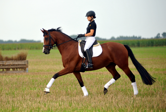 Trakehner Prmienstute Schwalbenpoesie von Exclusiv u.d. Schwalbenfee v. Freudenfest, Foto Beate Langels