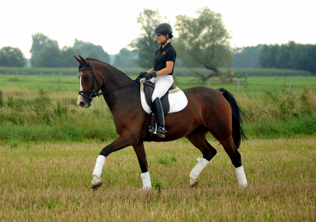 Glimmer - 4jhrige Stute von Saint Cyr u.d. Pr.u.StPrSt. Grace Note v. Alter Fritz - Gestt Schplitz - Foto: Beate Langels, 
Gestt Schplitz