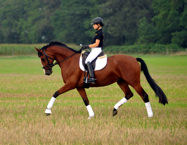 Trakehner Prmienstute Schwalbenpoesie von Exclusiv u.d. Schwalbenfee v. Freudenfest, Foto Beate Langels