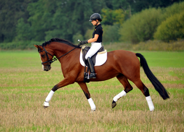 Trakehner Prmienstute Schwalbenpoesie von Exclusiv u.d. Schwalbenfee v. Freudenfest, Foto Beate Langels