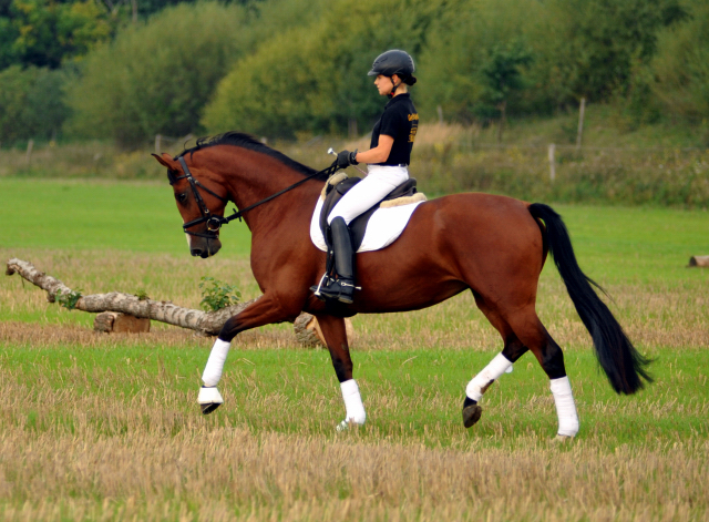 Trakehner Prmienstute Schwalbenpoesie von Exclusiv u.d. Schwalbenfee v. Freudenfest, Foto Beate Langels