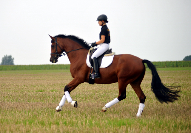 Trakehner Prmienstute Schwalbenpoesie von Exclusiv u.d. Schwalbenfee v. Freudenfest, Foto Beate Langels