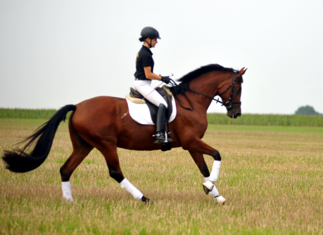 Trakehner Prmienstute Schwalbenpoesie von Exclusiv u.d. Schwalbenfee v. Freudenfest, Foto Beate Langels