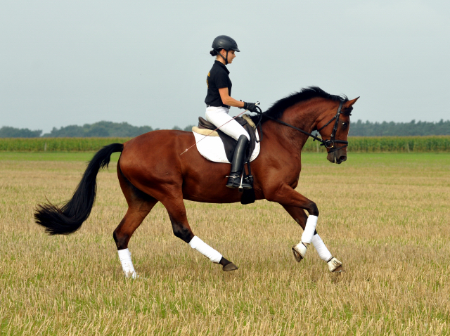 Trakehner Prmienstute Schwalbenpoesie von Exclusiv u.d. Schwalbenfee v. Freudenfest, Foto Beate Langels