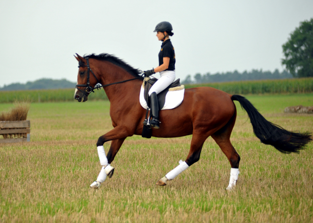 Trakehner Prmienstute Schwalbenpoesie von Exclusiv u.d. Schwalbenfee v. Freudenfest, Foto Beate Langels