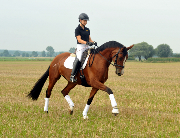 Trakehner Prmienstute Schwalbenpoesie von Exclusiv u.d. Schwalbenfee v. Freudenfest, Foto Beate Langels