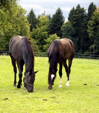 Gloria Gaynor von Saint Cyr u.d. Greta Garbo v. Alter Fritz und Valerija von Summertime u.d. Pr.u.StPrSt. Vittoria v. Exclusiv, Foto: Beate Langels, Trakehner Gestt Hmelschenburg