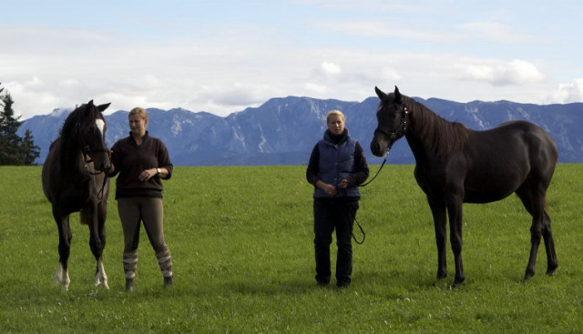 Gloria Gaynor von Saint Cyr u.d. Greta Garbo v. Alter Fritz und Valerija von Summertime u.d. Pr.u.StPrSt. Vittoria v. Exclusiv, Foto: Beate Langels, Trakehner Gestt Hmelschenburg