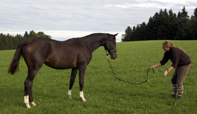 Gloria Gaynor von Saint Cyr u.d. Greta Garbo v. Alter Fritz, Foto: Beate Langels, Trakehner Gestt Hmelschenburg