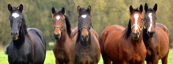 Anfang November - Jhrlinghengst von Shavalou u.d. Greta Garbo v. Alter Fritz - Foto: Beate Langels, Trakehner Gestt Hmelschenburg