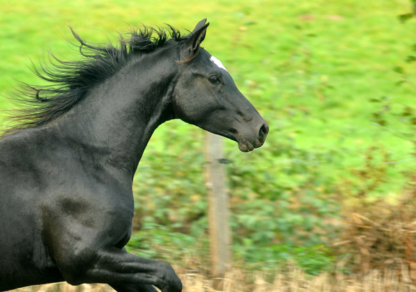 Anfang November - Jhrlinghengst von Shavalou u.d. Greta Garbo v. Alter Fritz - Foto: Beate Langels, Trakehner Gestt Hmelschenburg