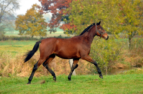 Anfang November - Jhrlingshengst von Freudenfest x Lauries Crusador xx - Foto: Beate Langels, Trakehner Gestt Hmelschenburg