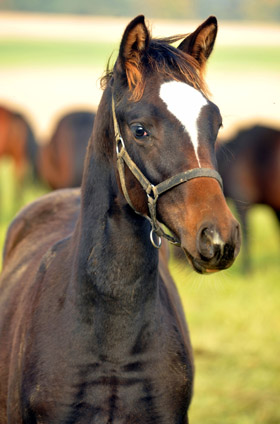 Stutfohlen von Saint Cyr u.d. Greta Garbo v. Alter Fritz - Anfang November, Foto: Beate Langels, Trakehner Gestt Hmelschenburg