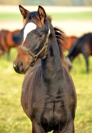 Stutfohlen von Saint Cyr u.d. Greta Garbo v. Alter Fritz - Anfang November, Foto: Beate Langels, Trakehner Gestt Hmelschenburg