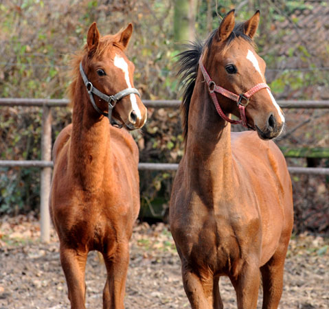 Trakehner Hengstfohlen von Saint Cyr u.d. Hanna v. Summertime u.d. Elitestute Helena v. Matador