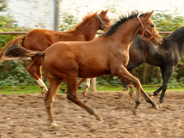Trakehner Hengstfohlen von Saint Cyr u.d. Hanna v. Summertime u.d. Elitestute Helena v. Matador