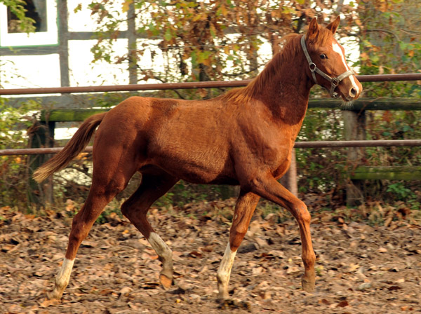 Stutfohlen Varinia von Symont u.d. Pr.u.StPrSt. Vittoria v. Exclusiv - Trakehner Gestt Hmelschenburg - Foto: Beate Langels - Trakehner Gestt Hmelschenburg