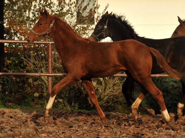 Stutfohlen Varinia von Symont u.d. Pr.u.StPrSt. Vittoria v. Exclusiv - Trakehner Gestt Hmelschenburg - Foto: Beate Langels - Trakehner Gestt Hmelschenburg