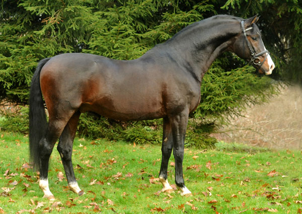 Prämienhengst SHAVALOU v. Freudenfest u.d. Elitestute Schwalbenspiel v. Exclusiv - 30. November 2012 - Foto: Beate Langels - Trakehner Gest t H melschenburg