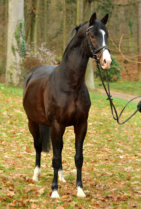 Prämienhengst SHAVALOU v. Freudenfest u.d. Elitestute Schwalbenspiel v. Exclusiv - 30. November 2012 - Foto: Beate Langels - Trakehner Gest t H melschenburg