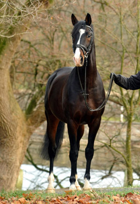 Prämienhengst SHAVALOU v. Freudenfest u.d. Elitestute Schwalbenspiel v. Exclusiv - 30. November 2012 - Foto: Beate Langels - Trakehner Gest t H melschenburg