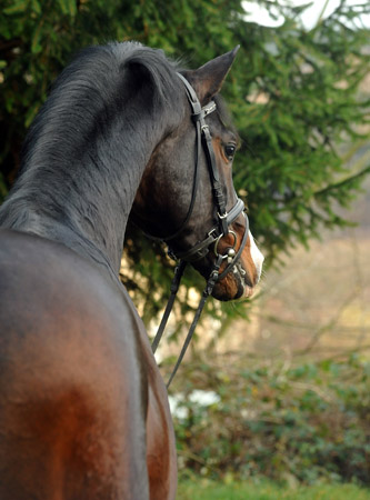 Prämienhengst SHAVALOU v. Freudenfest u.d. Elitestute Schwalbenspiel v. Exclusiv - 30. November 2012 - Foto: Beate Langels - Trakehner Gest t H melschenburg