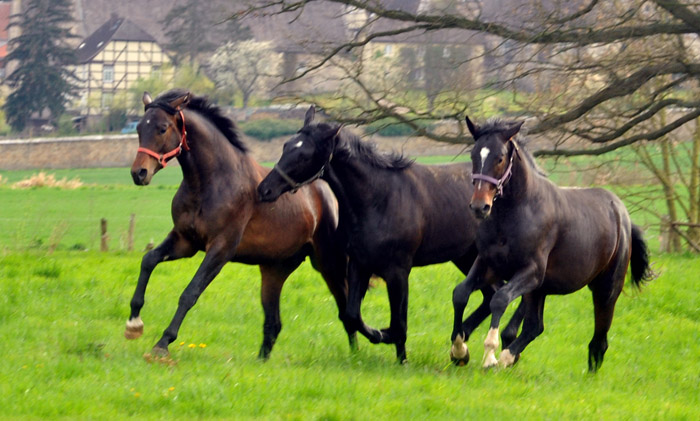 rechts: Trakehner Hengst von Exclusiv u.d. Vicenza v. Showmaster - Foto: Beate Langels, Trakehner Gestt Hmelschenburg