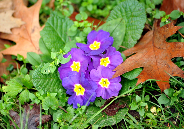 Primelblte am 2. Januar 2016 -
Trakehner Gestt Hmelschenburg