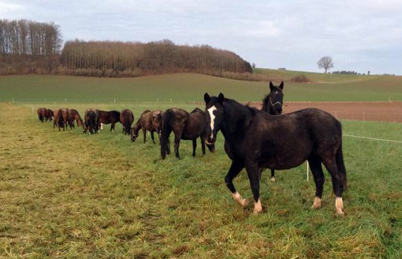 Die Hmelschenburger Zuchtstuten auf der Feldweide am 2. Januar 2016 -
Trakehner Gestt Hmelschenburg