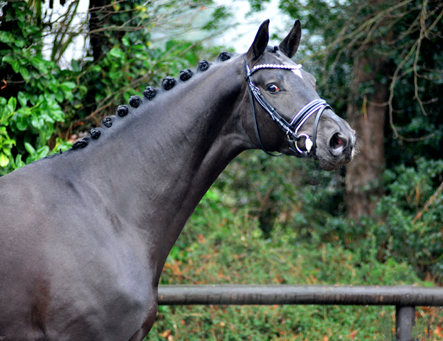 Trakehner Hengst Idealerweise v. Mescalero u.d. Pr., StPr. u. Elitestute Intschi's Songline v. Songline, Foto: Beate Langels - Gestt Hmelschenburg