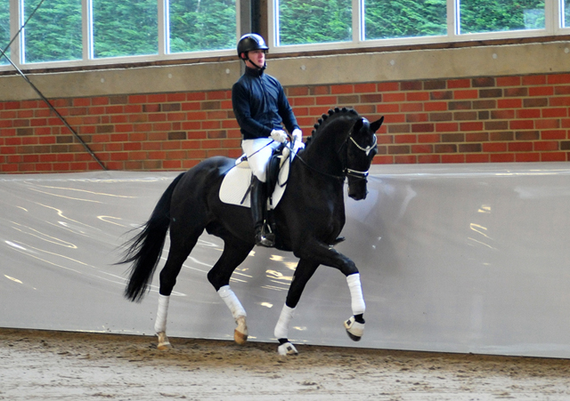 Trakehner Hengst Idealerweise v. Mescalero u.d. Pr., StPr. u. Elitestute Intschi's Songline v. Songline, Foto: Beate Langels - Gestt Hmelschenburg