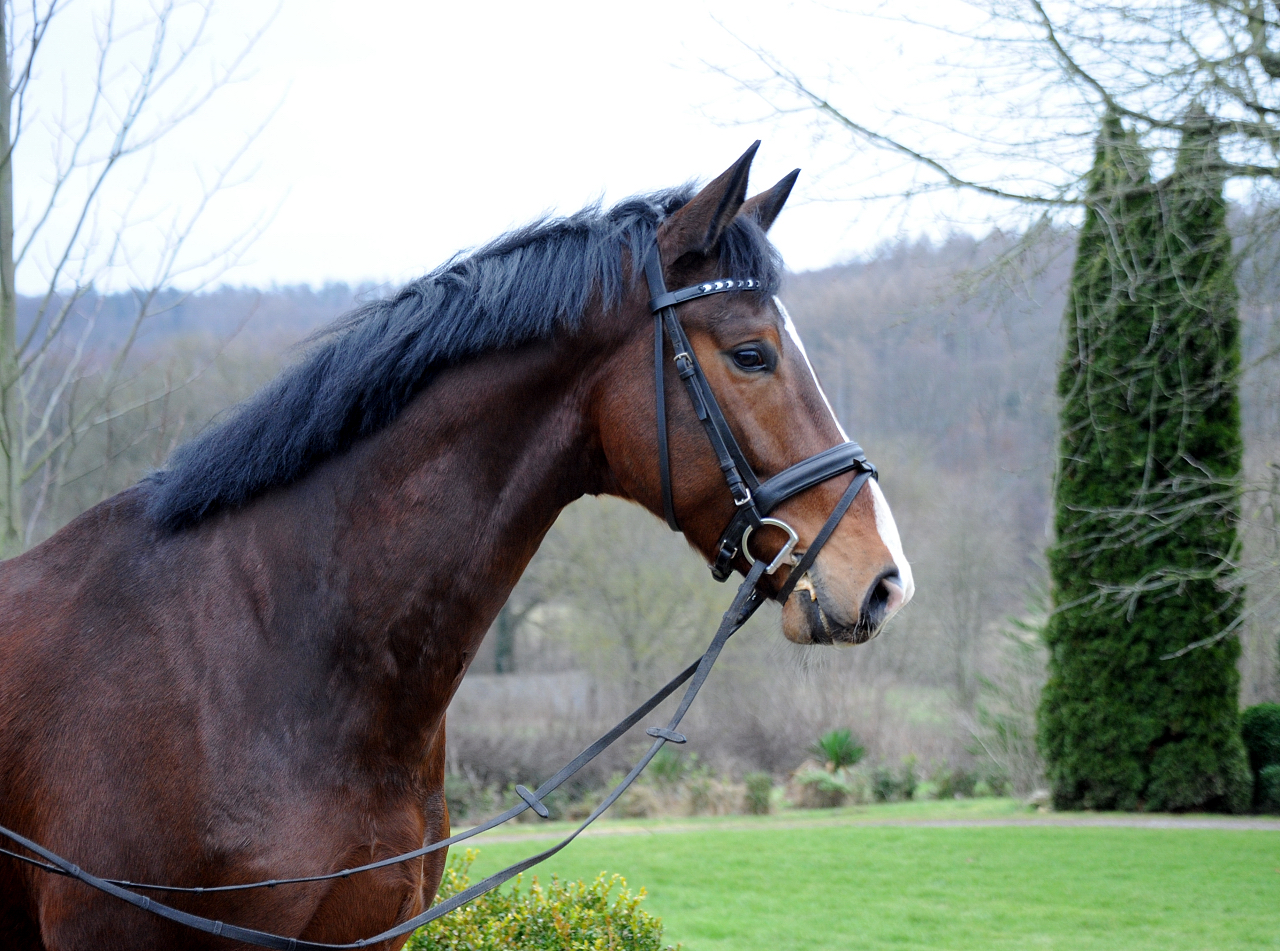 Tom Taylor von Zauberdeyk u.d. Pr.u.StPrSt. Tacyra v. Saint Cyr - Foto: Beate Langels - 
Trakehner Gestt Hmelschenburg